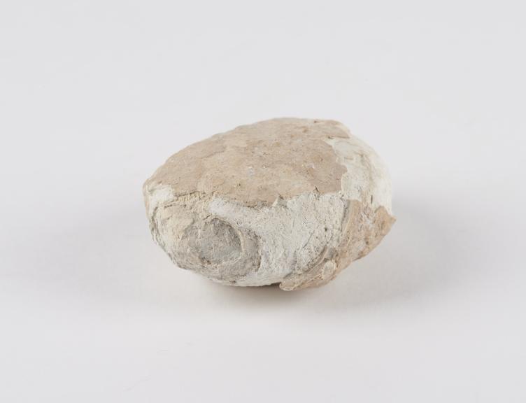 Apatite bezoar, white, discoid