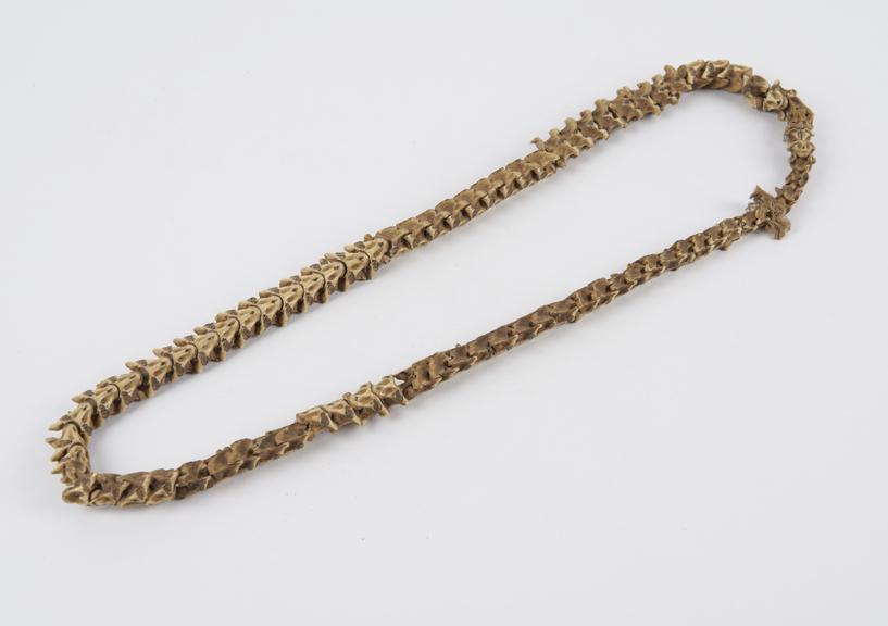 Amuletic belt of snake vertebrae on string, Africa, 1880-1920