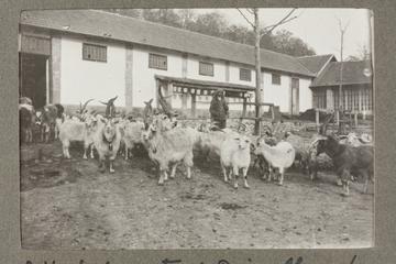 A Flock of Goats at Prince Alexander of Oldenburg's Estate near Gagri