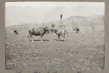On the Banks of the Black River, about 80 versts from Gagri; The Cattle of the Country