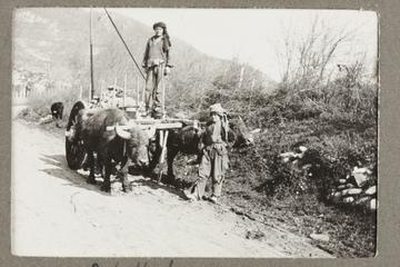 A Bullock Wagon