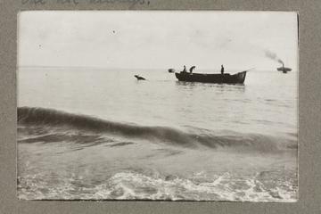 The Method of Landing Bullocks which are taken from the ship in a boat and pushed overboard.  When some way from the shore they usually swim to the land,but not always