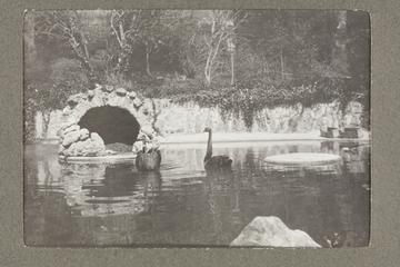 The Black Swans' Pond