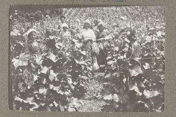 Workers in the Vineyards tying up the Vines