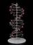 Ball and spoke model of structure of deoxyribonucleic acid (