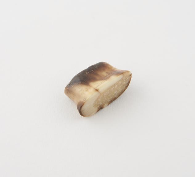 Ivory labret, highly polished, Eskimo, North America, 1851-1900