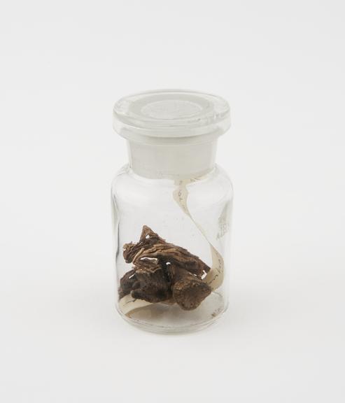 Glass specimen jar containing black snakeroot or cohosh root  used by the Penobscot, North America