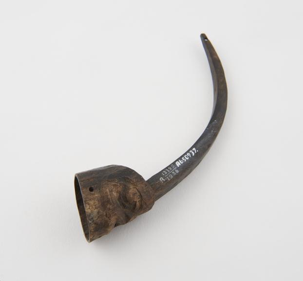 Carved mountain goat horn head with long spur rising from