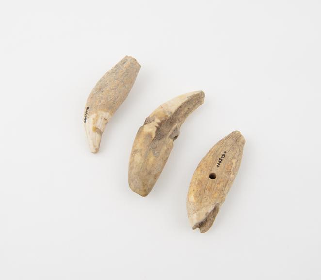 Three large animal teeth, amulets