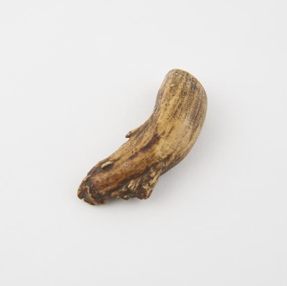 Tip of tusk used as amulet, no provenance, 1880-1930