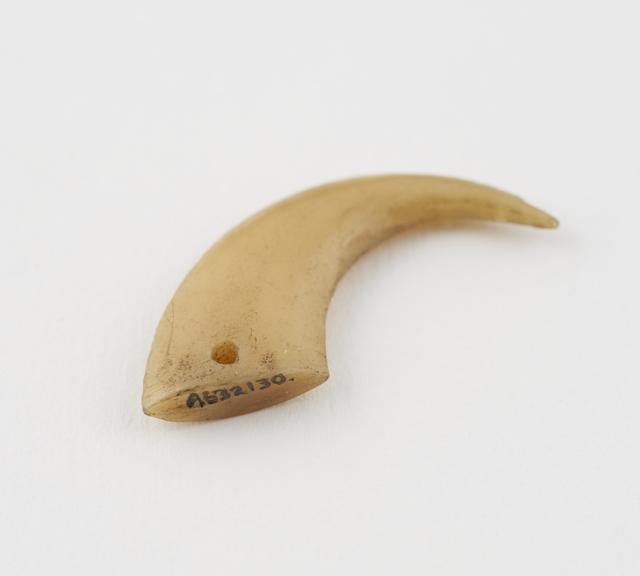 Amulet, a claw, possibly the claw of a tiger, no provenance