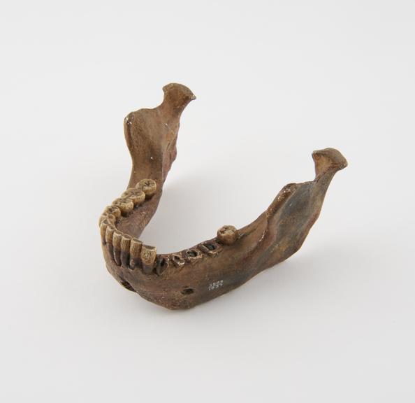 Plaster cast of lower mandible of homo erectus Heidelbergensis