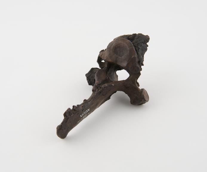 Diseased thoracic vertebra of a sabre toothed cat