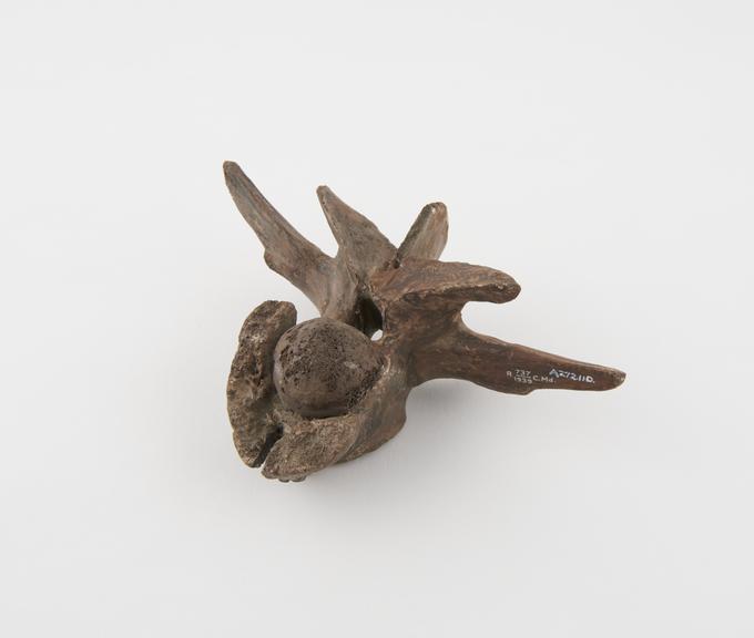 Lumbar vertebra of a fossil crocodile