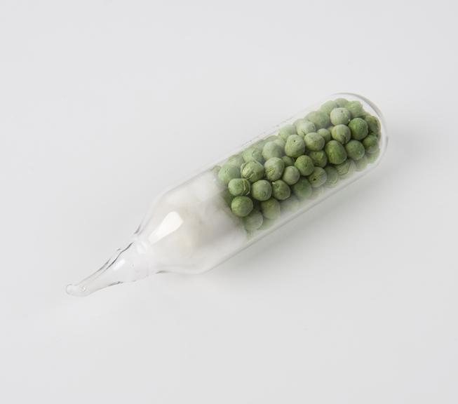Specimen of  freeze dried peas.