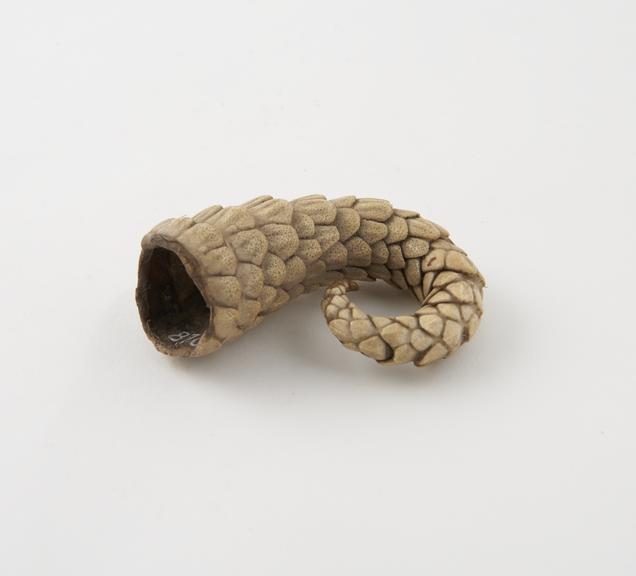 Tail of an Armadillo (length, when extended straight