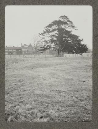 The Old Yew Tree and the House