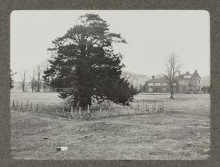 The Same (The Old Yew Tree and the House)