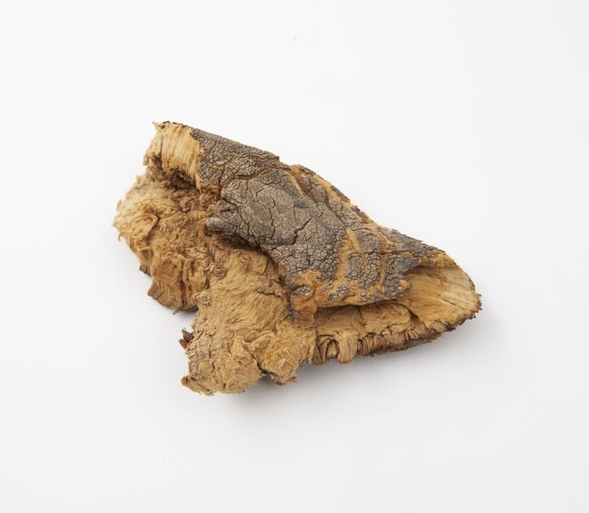 Piece of the fungus (Fomes) from which amadou or German tinder'