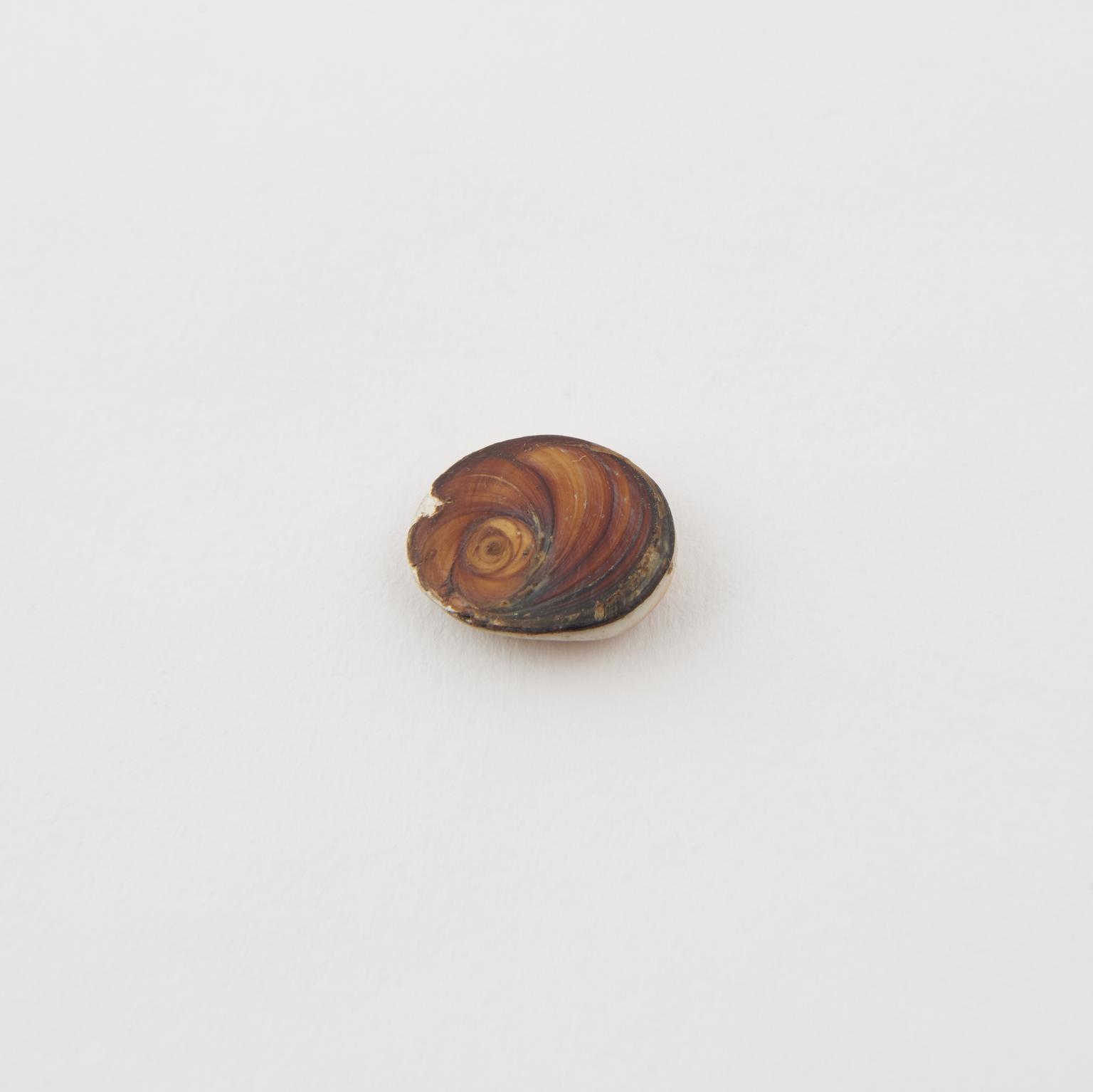 Amulet, operculum(?) of shell, smoothed into ovoid | Science Museum ...