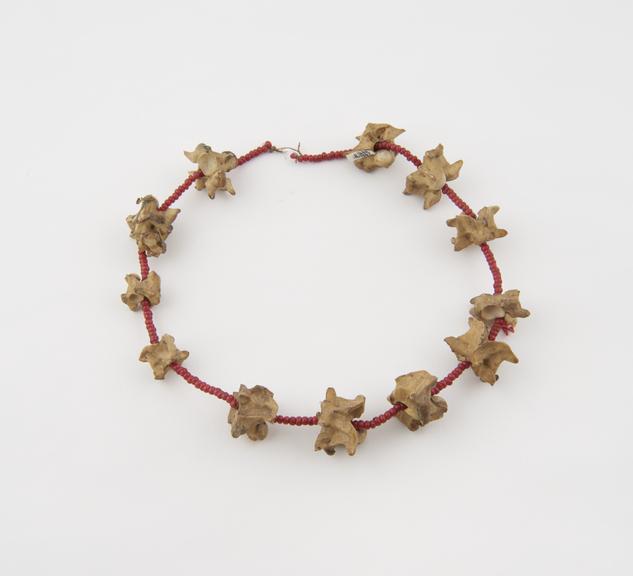 Amuletic (?) necklace of monkey vertebrae threaded on strand of