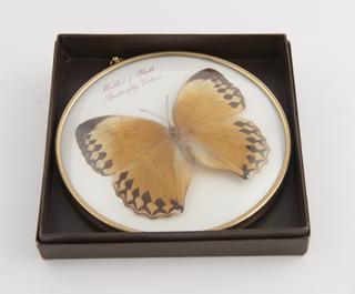 Mounted butterfly specimen in circular glass display frame