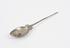 Silver plated spoon (spoon)