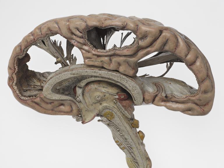 Main section of model human brain