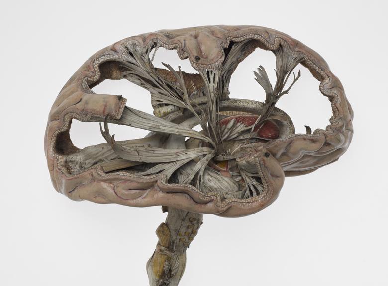 Main section of model human brain