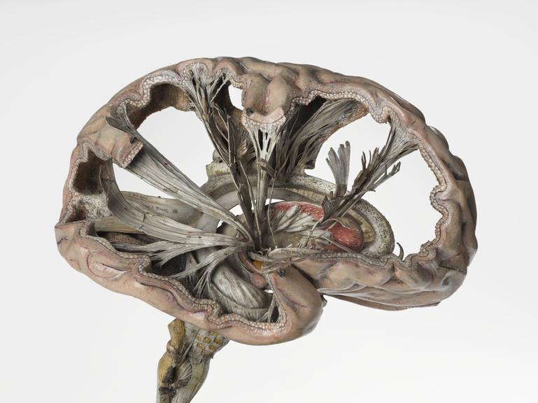 Main section of model human brain