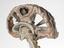 Model of a human brain, sectioned, French