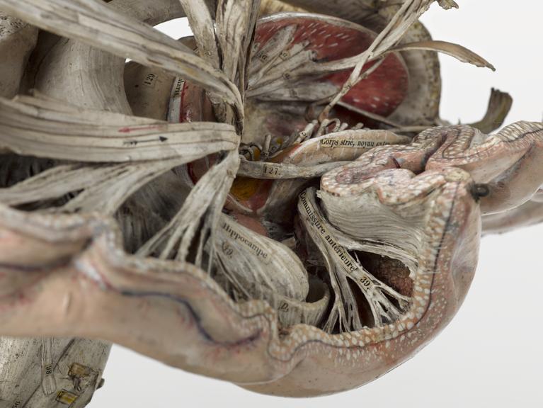 Main section of model human brain