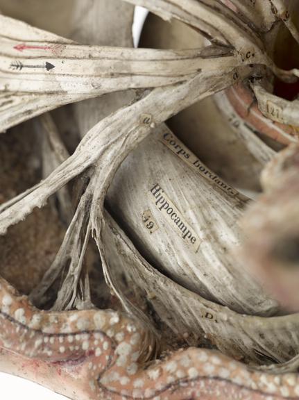 Main section of model human brain