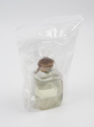 Bottle of clear liquid
