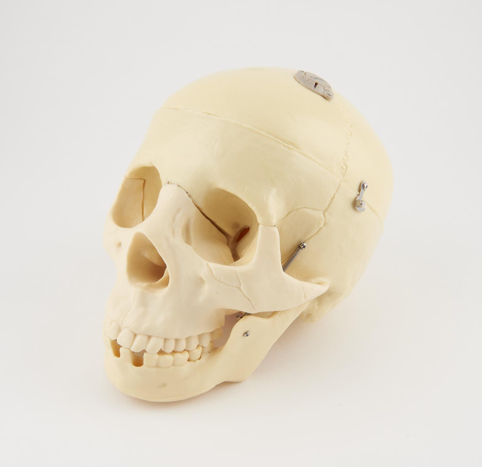 Plastic skull used for training