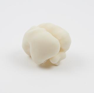 3D printed model of a healthy fetal brain at 23 weeks gestation