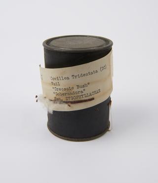 Covillea Tridentata (DC) Vail Specimen Belonging to F. B. Power