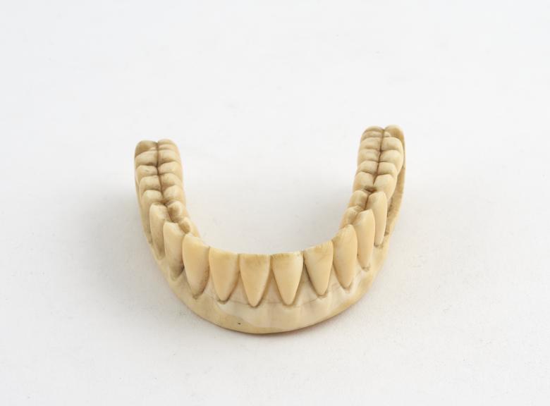 Denture, full lower, ivory, English, 1790-1860