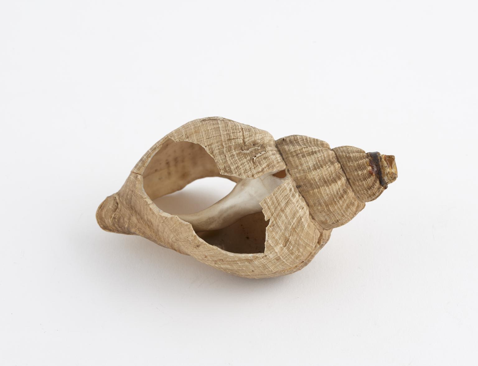 Shell Ear Trumpet | Science Museum Group Collection