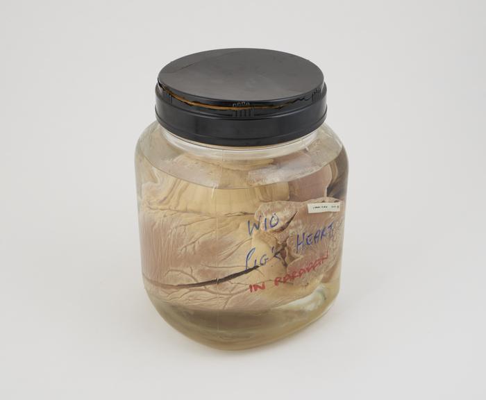 Pig heart in liquid paraffin, in large jar, dated 29.5