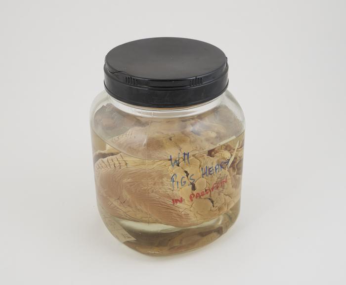 Pig heart in liquid paraffin, in large jar, dated 5.6