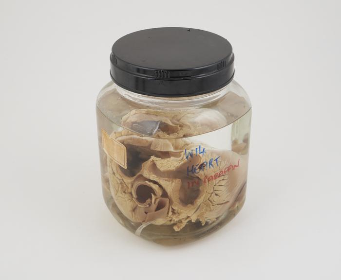 Pig heart in liquid paraffin, in large jar, dated 16.1