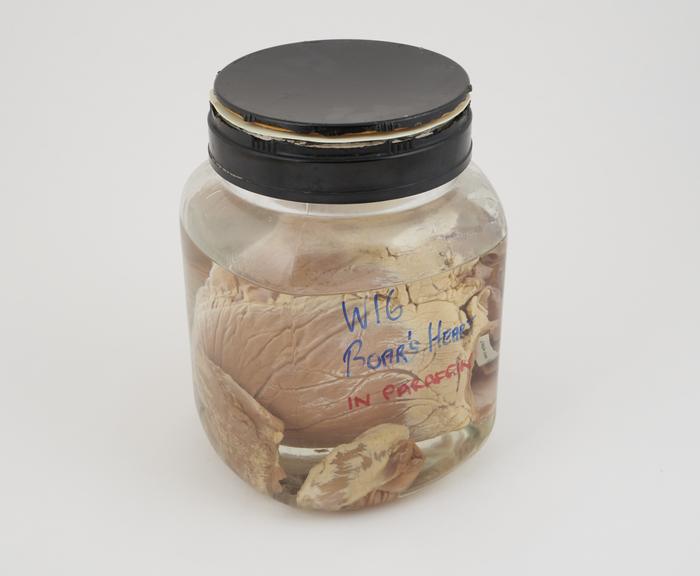 Pig heart in liquid paraffin, in large jar, dated 27.2