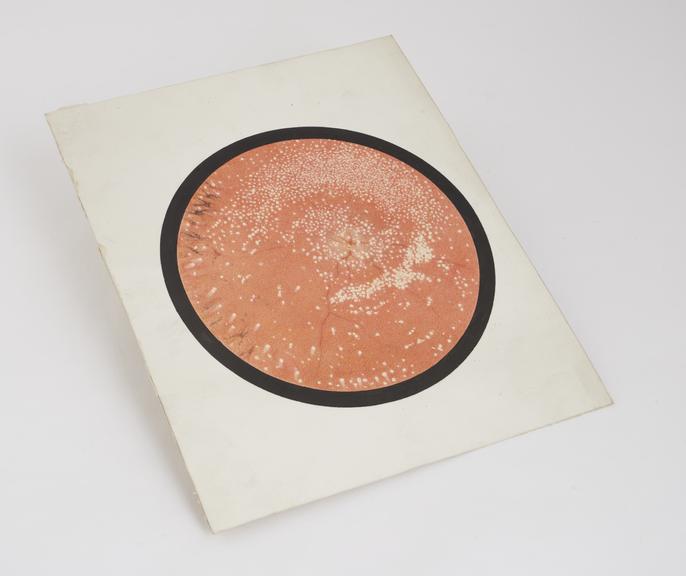 Coloured illustration by A