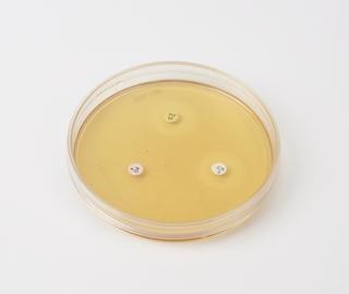 Plastic model of an antibiotic sensitivity disc test, Europe, 1971-1980