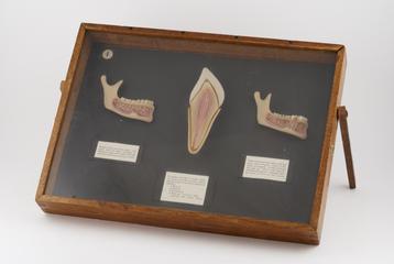 Dental education panel
