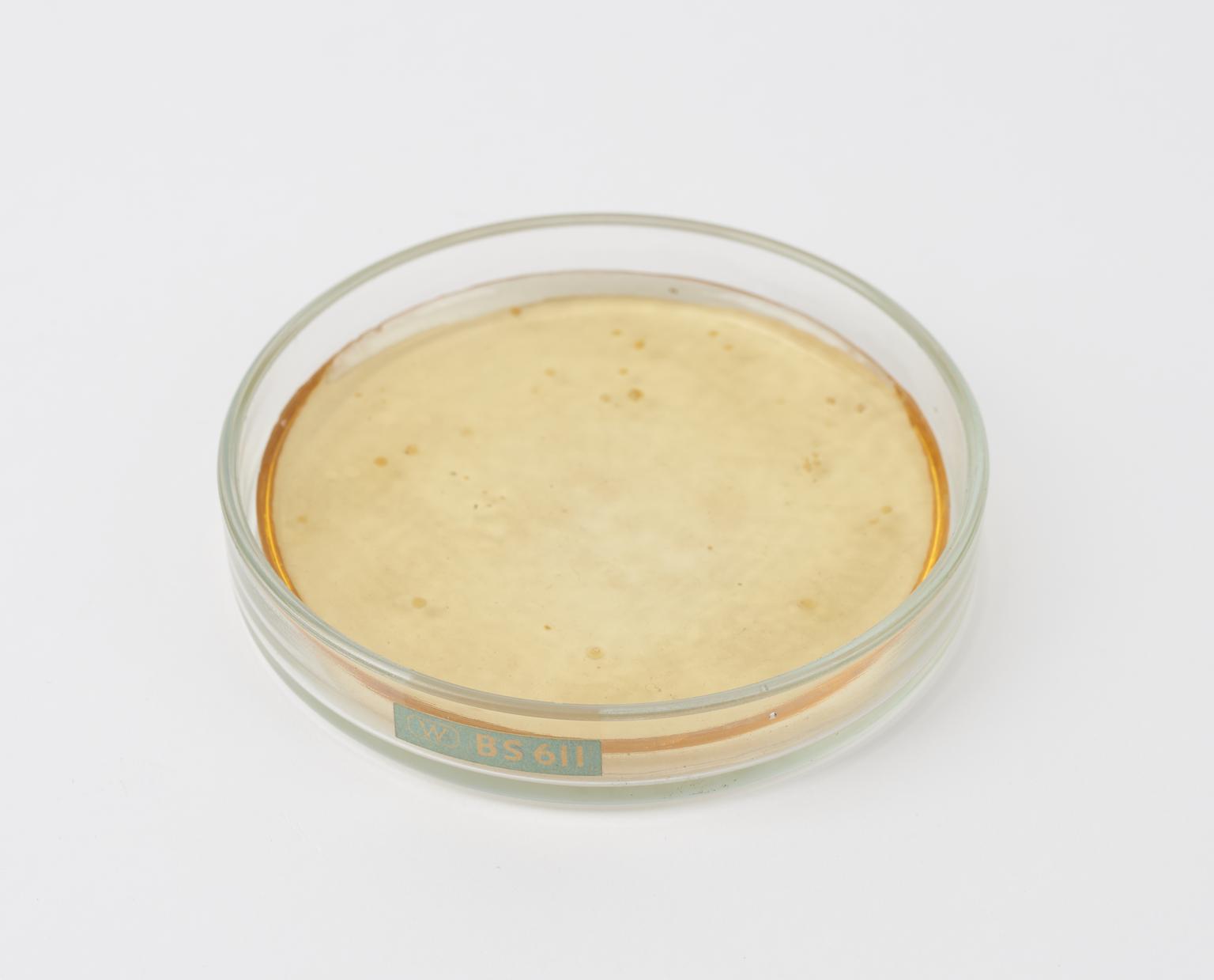 Culture plate of penicillium mould