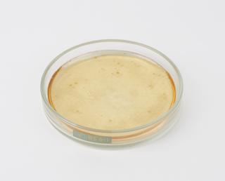 Culture plate of penicillium mould