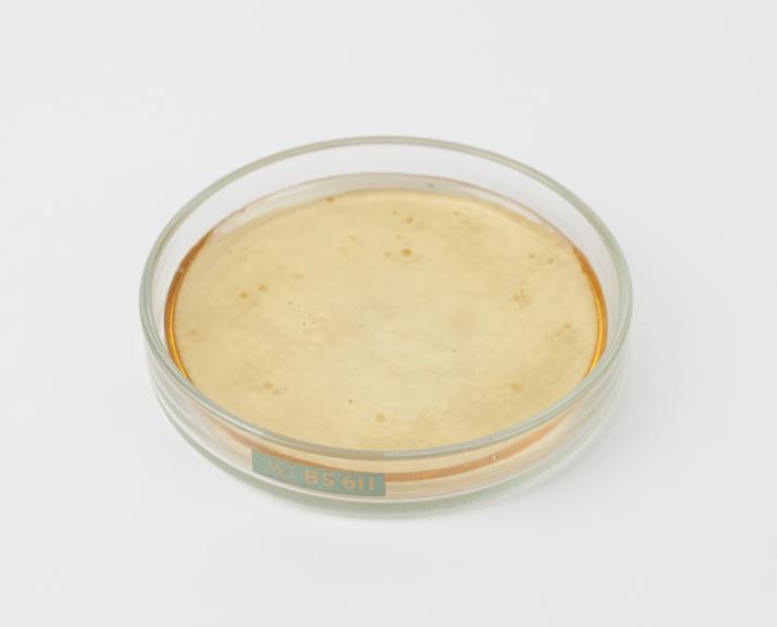 One of two imitation culture plates of penicillium mould, c