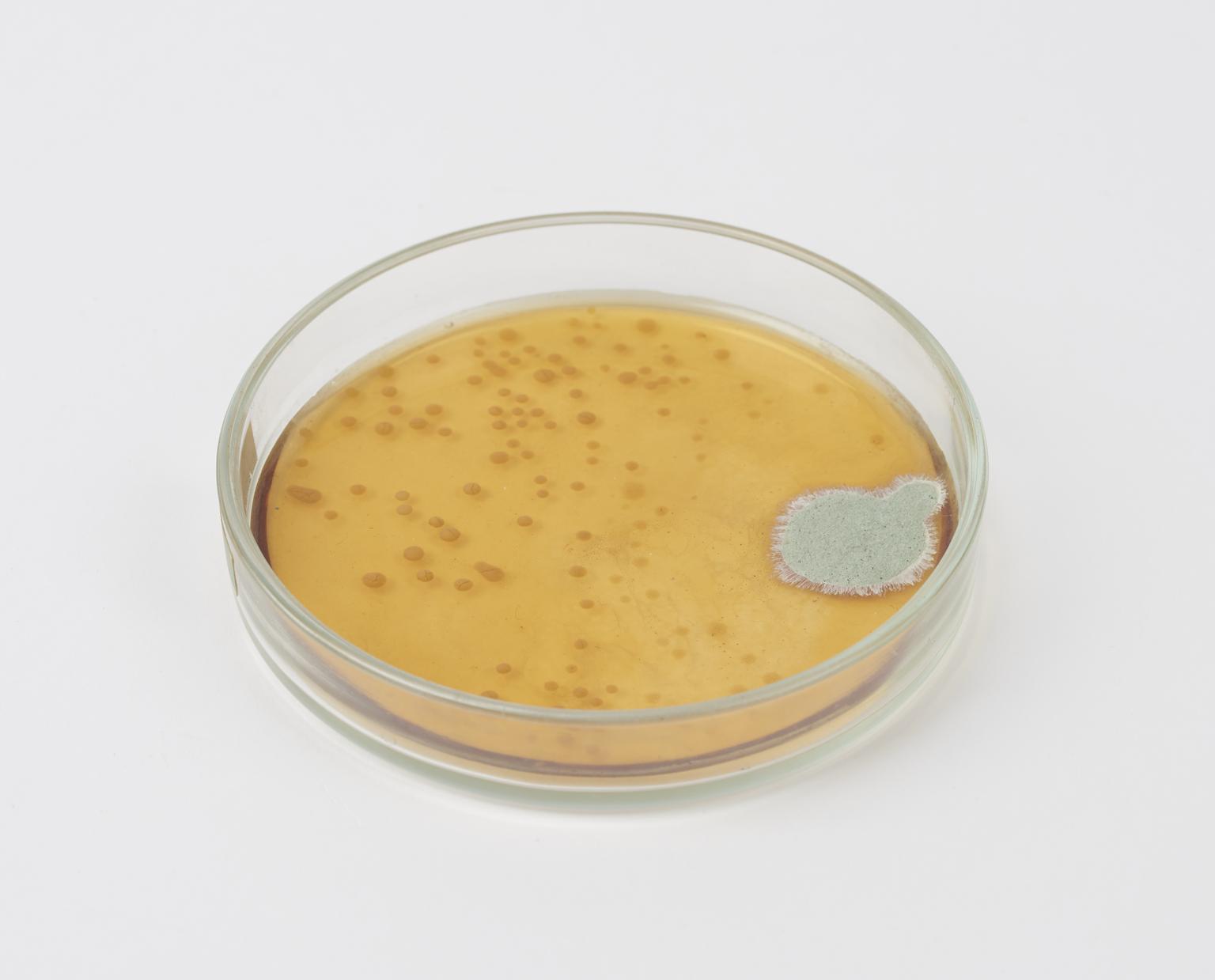 Culture plate of penicillium mould, London, England, 1963